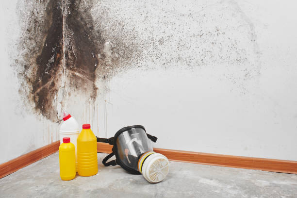 Best Black Mold Removal  in Roebling, NJ