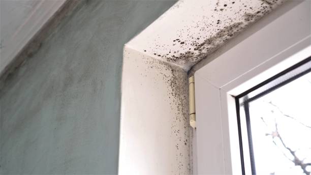 Best Mold Testing  in Roebling, NJ