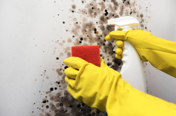 Best Toxic Mold Removal  in Roebling, NJ
