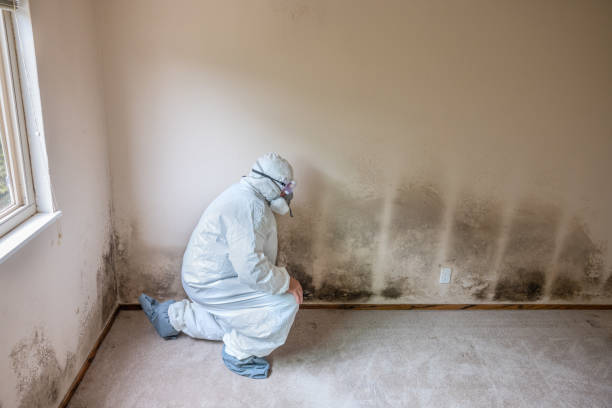 Best Mold Remediation Experts  in Roebling, NJ