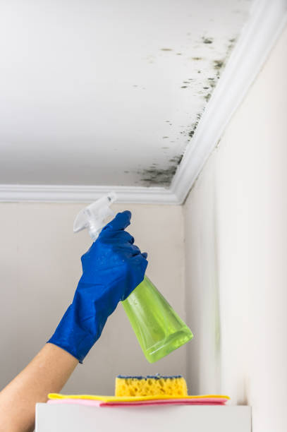 Best Home Mold Removal  in Roebling, NJ